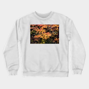 Maples in Glorious Autumn Colour Crewneck Sweatshirt